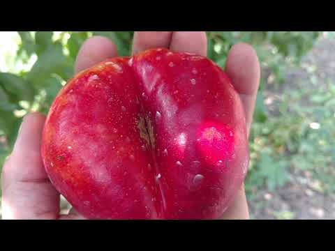 Видео: Инжирный нектарин Месембрине /nectarine Mesembrine/ Первые плоды. Предварительный обзор от Макси Сад