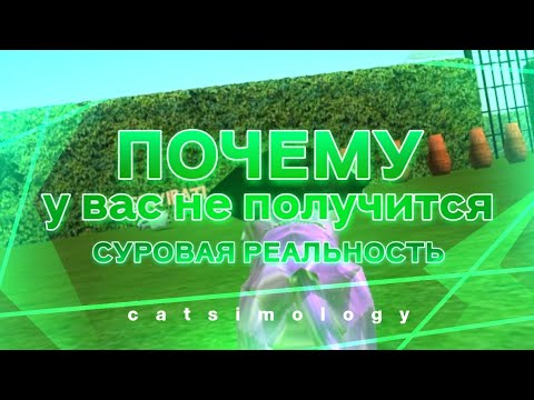 Видео: Почему Вы НЕ ДОСТИГНЕТЕ Успеха в Cat Simulator 2015!