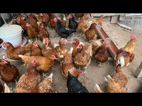 Видео: Ферма в Германии.Птичий рынок и мои куры.