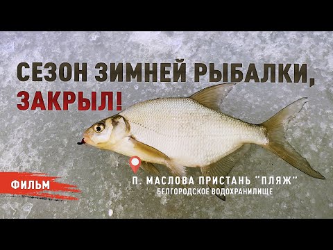 Видео: СЕЗОН ЗИМНЕЙ РЫБАЛКИ, ЗАКРЫЛ! БЕЛГОРОДСКОЕ ВОДОХРАНИЛИЩЕ, П. Маслова Пристань.
