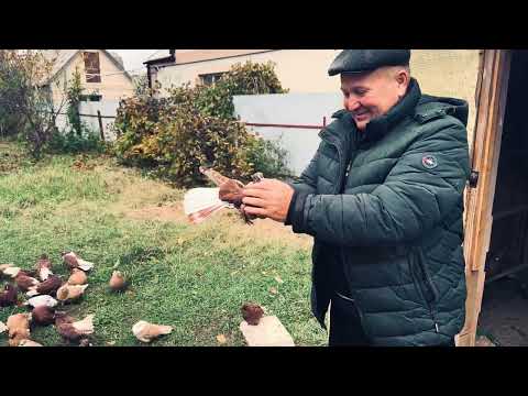 Видео: ГОЛУБИ НИКОЛАЕВСКИЕ 