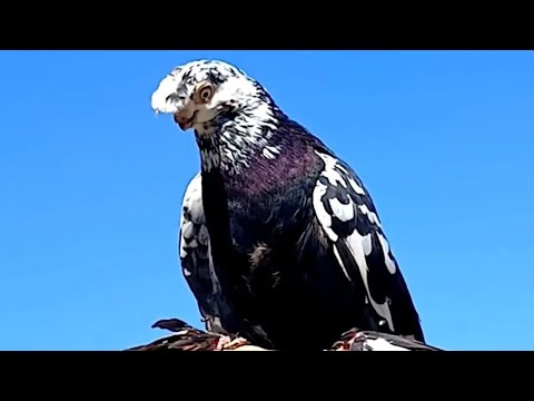 Видео: 9.Mart чорсу каптар бозори