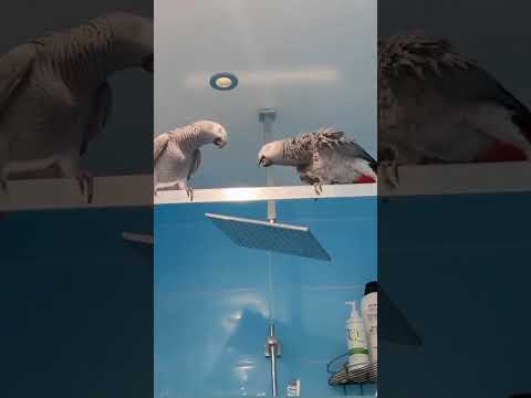 Видео: Валера орел и немножко попугай