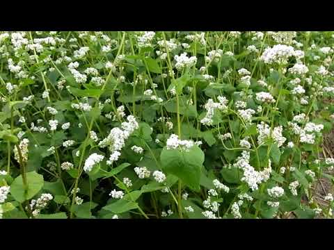 Видео: Полезна ли гречиха в качестве сидерата.