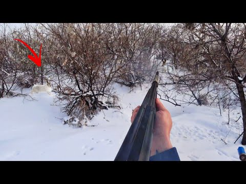 Видео: Охота на зайца в одиночку! Такого я еще не видел