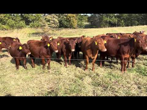 Видео: «Успех фермы Hitt: выращивание высококачественных ремонтных тёлок породы South Poll»