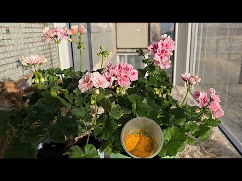 Видео: СРОЧНО ОСЕНЬЮ, добавь в герань и любой цветок вмиг оживет, зазеленеет и зацветет