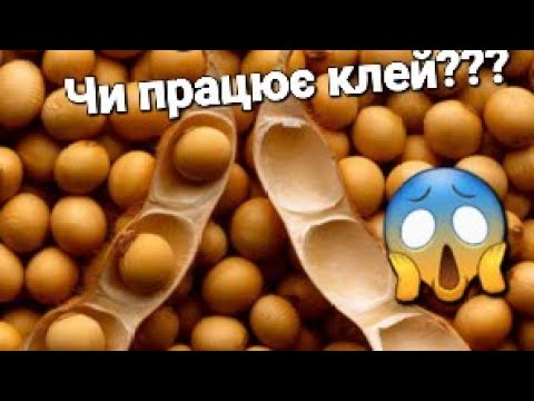 Видео: СОЯ 2024 😱 такого ніхто не чекав 😡 Випробування клея ‼️‼️‼️