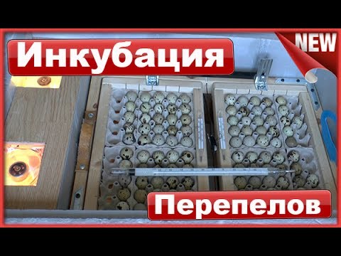 Видео: Инкубация перепелиных яиц .  Сбор и хранение яиц .  Режимы Инкубации и рождение Перепелов.