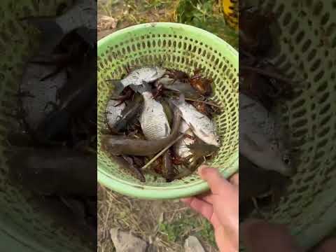 Видео: Рыба JCB 🐠🐟 Ловля рыбы в реке
