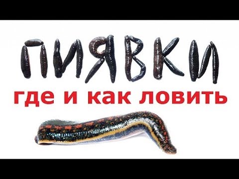 Видео: КАК и ГДЕ можно БЫСТРО и МНОГО, НАЛОВИТЬ ПИЯВОК для РЫБАЛКИ на СОМА!?   КАК ее ХРАНИТЬ!!!