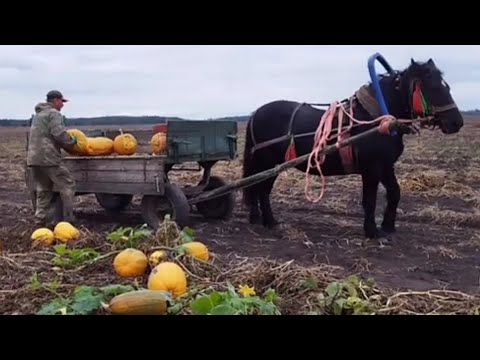 Видео: ЛОШАДИ🐎ЗАПРЯГЛИ АЗУ И ЕДЕМ ЗА ГАРБУЗАМИ 👍🐎💥 ч .1