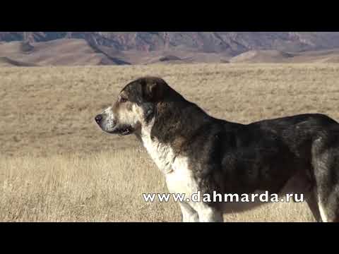 Видео: Аборигенные САО Таджикистана - саги дахмарда, экспедиция Андрея Коржа