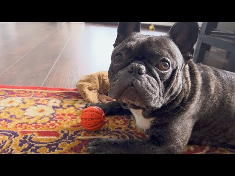 Видео: Бульдог и корова встретились лицом к лицу