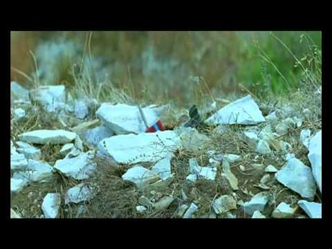 Видео: Погранцы !!!!!!