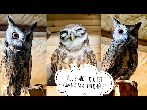 Видео: Маленькие совы неспешно ужинают. Пёс Кубик получил оленье копытце