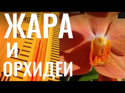 Видео: ОТВЕТЫ на ВОПРОСЫ ПО УХОДУ за ОРХИДЕЯМИ! КАК ПОМОЧЬ ОРХИДЕЯМ ПЕРЕНЕСТИ ЖАРУ и ДРУГИЕ ВАЖНЫЕ ВОПРОСЫ!