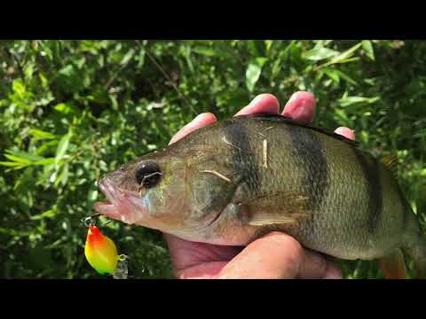 Видео: река Нерская 2019