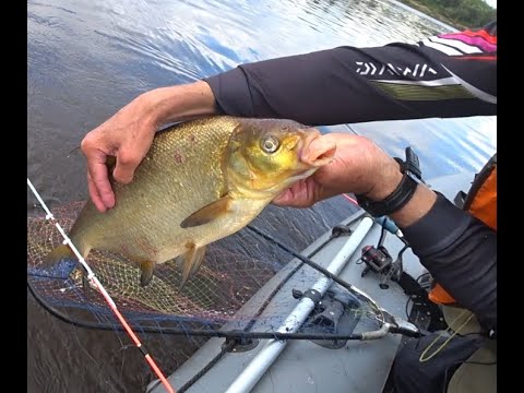 Видео: Лещ на клубнику
