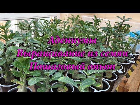 Видео: Адениумы. Выращивание из семян