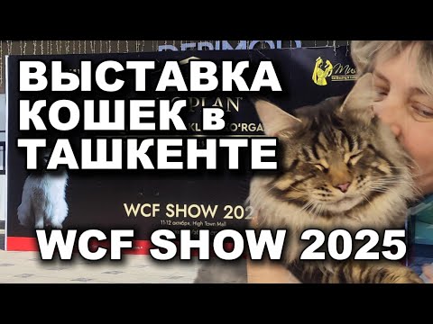 Видео: ВЫСТАВКА КОШЕК в ТАШКЕНТЕ 2025