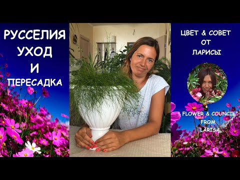 Видео: РУССЕЛИЯ УХОД И ПЕРЕСАДКА | Коралловый папоротник