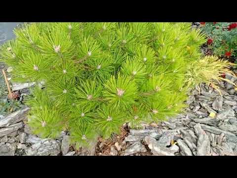 Видео: Осінній сад. Сосни та ялиці в нашому садку 