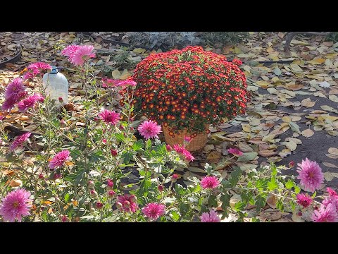Видео: #квіти Королева осені - ХРИЗАНТЕМИ! 03.11.25р