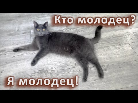 Видео: Милка молодец