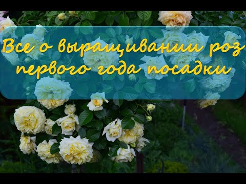 Видео: Все о выращивании роз первого года посадки