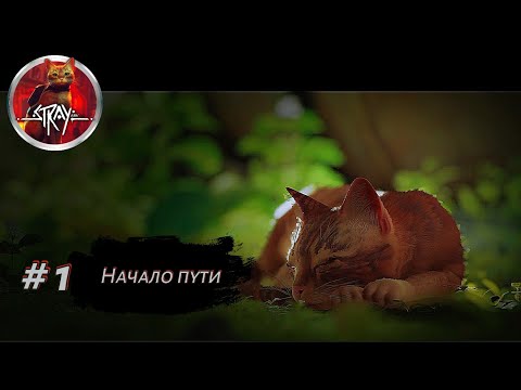 Видео: НАЧАЛО ПУТИ ➤ Stray #1