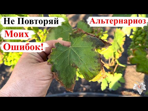 Видео: Не Повторяйте МОИХ ОШИБОК! АЛЬТЕРНАРИОЗ!