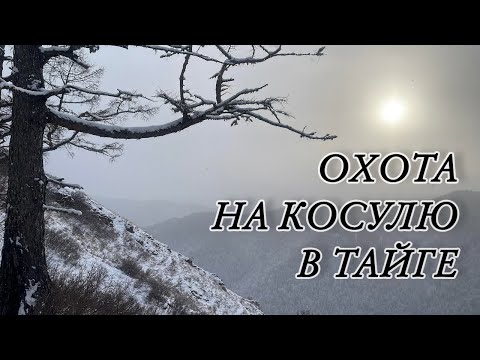 Видео: ОХОТА НА КОСУЛЮ В ТАЙГЕ