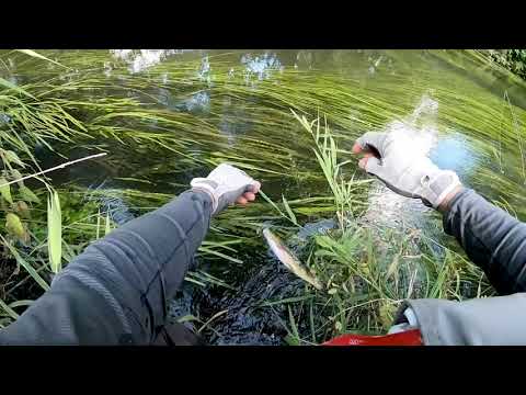 Видео: Нахлыст, Много Форели, Хариус. Fly Fishing Trout & Grayling.
