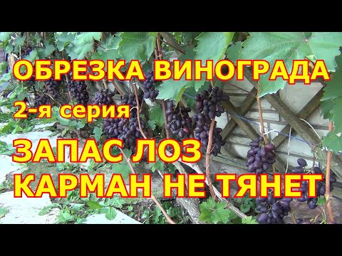 Видео: ч 2. ЧаВо. ОБРЕЗКА ВИНОГРАДА: СКОЛЬКО ЛОЗ ОСТАВЛЯТЬ? ЧАСТЫЕ ВОПРОСЫ. 2 я серия.