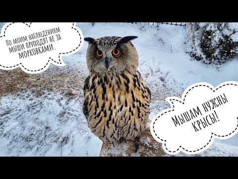 Видео: Мышки малютки штурмуют совиные домики! У совы Ёлки и неясности Кофи утренняя суета вокруг.