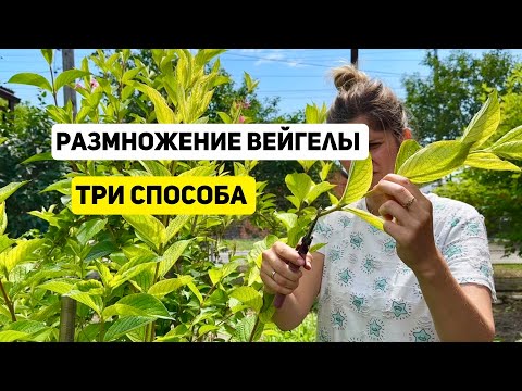 Видео: 3 отличных способа размножить ВЕЙГЕЛУ летом