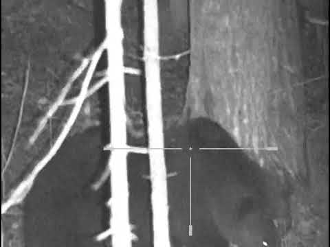 Видео: Добыл медведя на приваде. Медведь больной оказался.