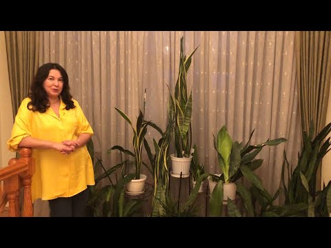 Видео: ВЕЛИКОЛЕПНЫЕ САНСЕВЬЕРИИ