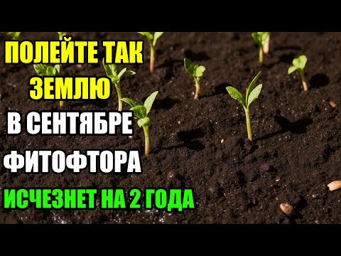 Видео: 1 ведро этого раствора — и фитофтора больше не вернётся! Секретный осенний полив, про который молчат