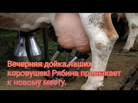 Видео: Вечерняя дойка наших коровушек! Рябина привыкает к новому месту.