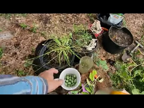 Видео: Садоводство Заметки Сентябрь 2025
