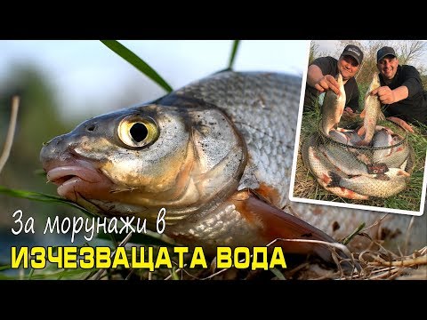 Видео: За морунажи в ИЗЧЕЗВАЩАТА вода