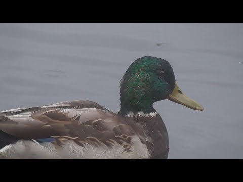 Видео: Охота на уток. Как манить селезня