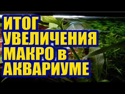 Видео: Итог увеличения Макро Удобрений в Аквариуме. Эхинодорусы Тропика набрали цвет