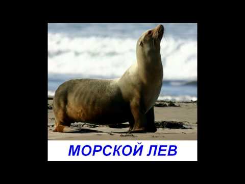 Видео: Презентация для детей по Доману - Полярные животные и птицы