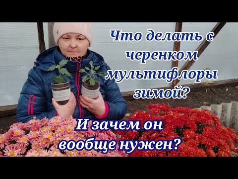 Видео: Хризантема мультифлора. Один из способов сохранить зимой.