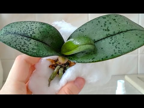 Видео: УКОРЕНЯЙ орхидеи ТАК! корни ВЗОЙДУТ, листья СДВИНУТЬСЯ! орхидеи НАРАЩИВАНИЕ корней С ПОМОЩЬЮ ваты!