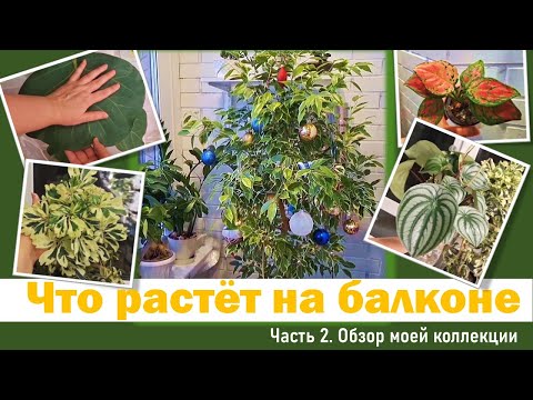 Видео: Обзор цветов и растений: Часть 2
