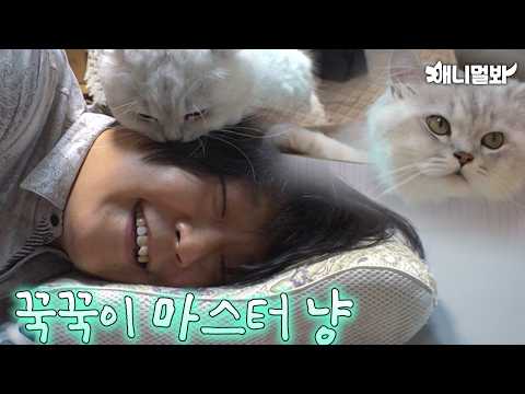 Видео: Причина, по которой кот размял волосы дворецкого..